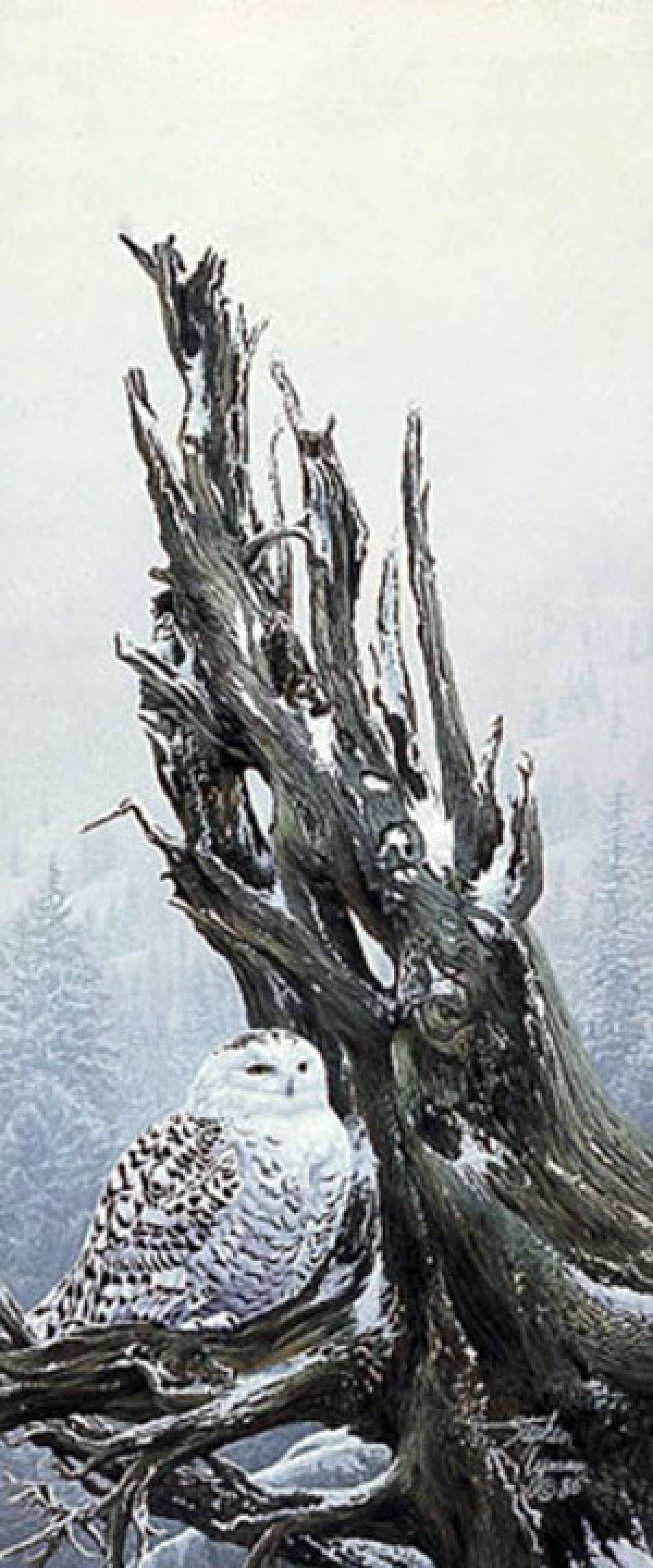 Snowy Throne